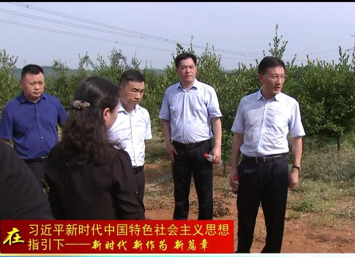 朱金平到周家店镇调研乡村振兴和油茶产业发展工作