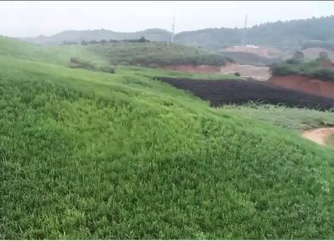 斗姆湖街道：绿色成为发展底色