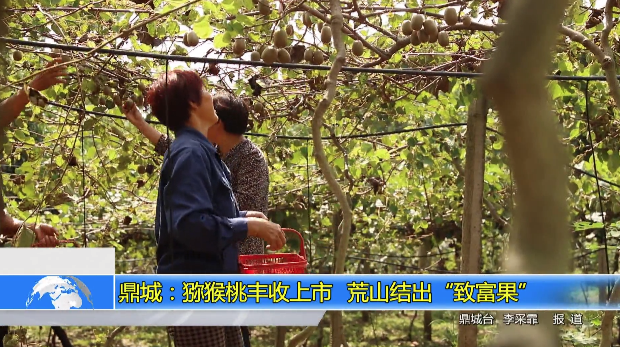 鼎城：猕猴桃丰收上市 荒山结出“致富果”