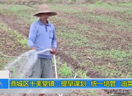 鼎城区十美堂镇：提早谋划 统一培管 油菜育苗忙