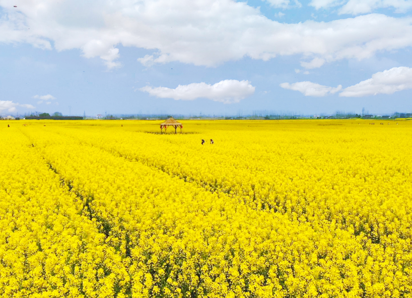 主会场十美堂丨 2022湖南油菜花节慢直播