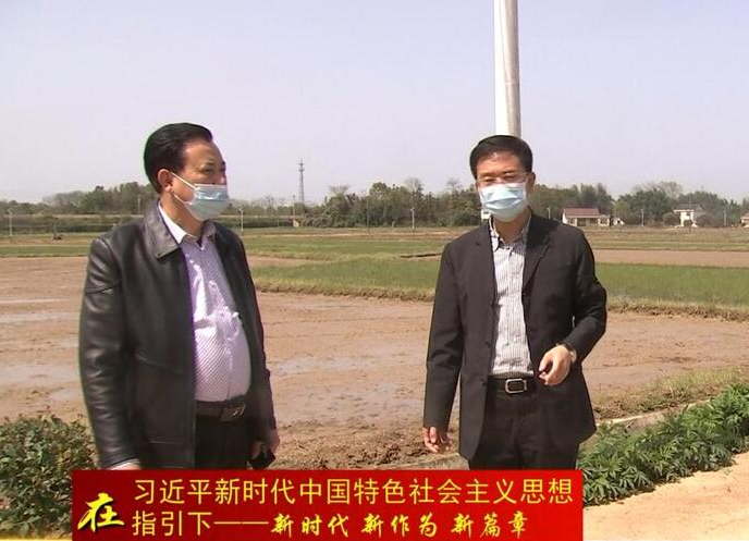 朱金平到谢家铺镇调研粮食生产及乡村振兴等工作