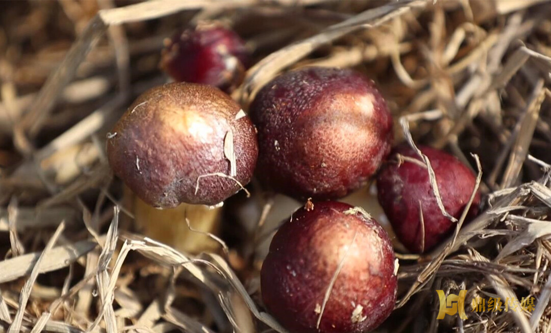 这种菌菇又叫"赤松茸",富含蛋白质,矿物质,维生素等营养成分,有"素中