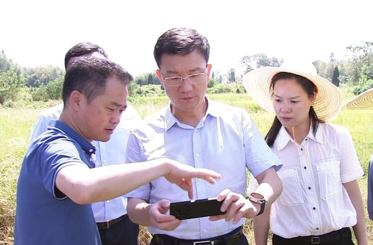 朱金平到石公桥镇和十美堂镇督导防旱抗旱工作