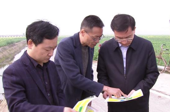 朱金平到十美堂镇督导全国冬油菜病虫害防控现场会准备等工作