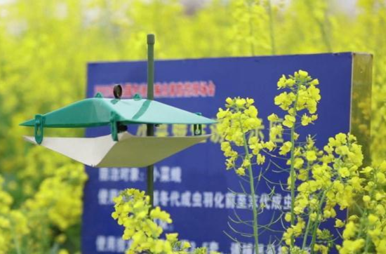 鼎城：“绿色防控”助力油菜稳产丰收
