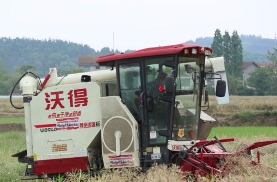 双桥坪镇：4万亩油菜开镰  机械化收割节本增效