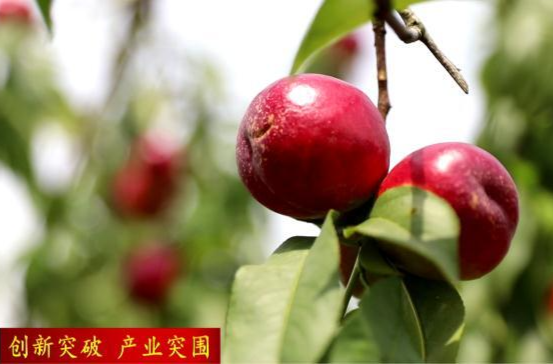 【创新突破  产业突围】石公桥镇：油桃抢“鲜”上市