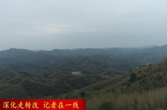 【深化走转改  记者在一线】黄土店镇沧浪坪村：下“竹”功夫   绿了青山富了民