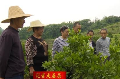 尧天坪镇：发展特色产业     助力乡村振兴