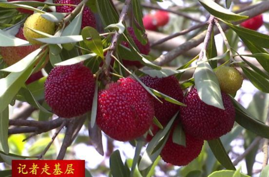 【记者走基层】双桥坪镇：千亩乌梅  喜上“梅”梢