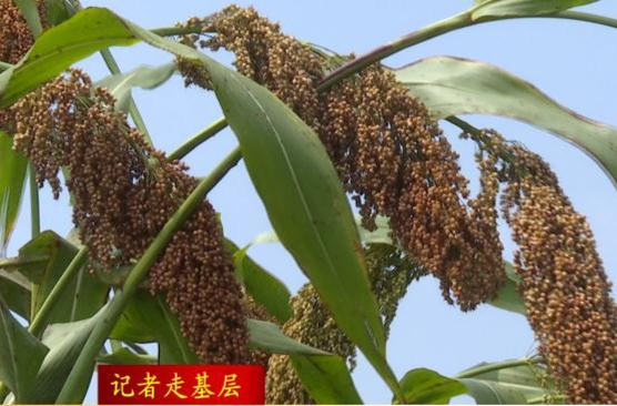 双桥坪镇：百亩红高粱喜获丰收