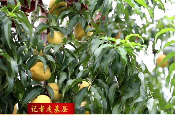 草坪镇：黄桃满枝头  果农迎丰收
