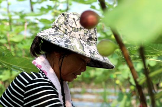 中河口镇：小小“无花果”拓宽乡村振兴致富路