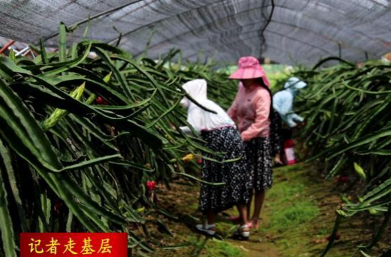 【记者走基层】草坪镇三角堆村：火龙果喜获丰收  采摘尝鲜正当时