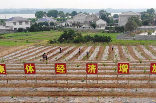 鼎城区拟入选国家乡村振兴示范县创建名单