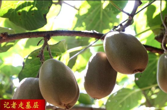 【记者走基层】石公桥镇李家桥村：猕猴桃喜迎丰收