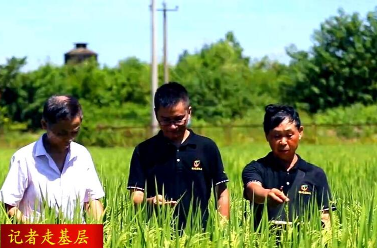 【记者走基层】鼎城：晚稻丰收在即   产量和质量节节攀升
