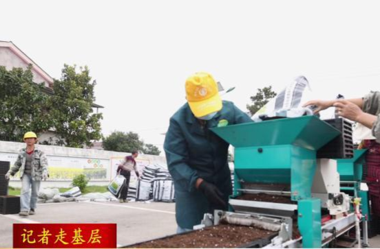 鼎城：油菜毯状育苗  秋种不误时