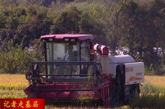 ​【记者走基层】双桥坪镇：晚稻喜丰收 田间收割忙