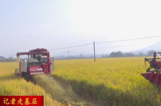 【记者走基层】蔡家岗镇：推进秸秆综合利用工作