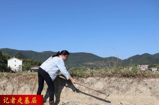 【记者走基层】双桥坪镇：稻油轮作让“冬闲田”变“农忙田”