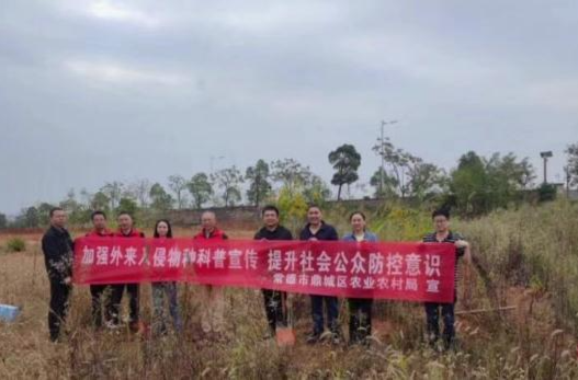 鼎城区农业农村局：开展“加拿大一枝黄花”铲除行动