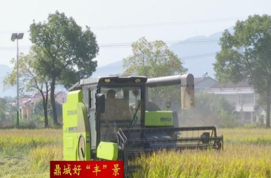 【鼎城好“丰”景】石公桥镇：晚稻收割忙 “丰”景如画
