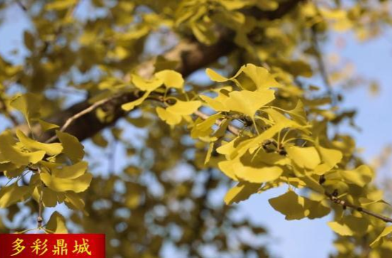 鼎城：银杏披金装     美景入画来
