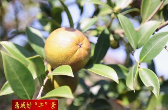 鼎城 ：良种油茶助力群众致富