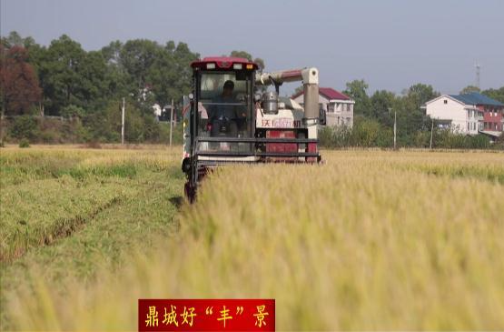 【鼎城好“丰”景】鼎城：提升收割质量 确保颗粒归仓