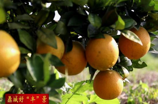 尧天坪镇：荒山变“金山”  结出“致富果”