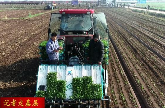 【记者走基层】鼎城：油菜移栽机械化  产量效益双提升