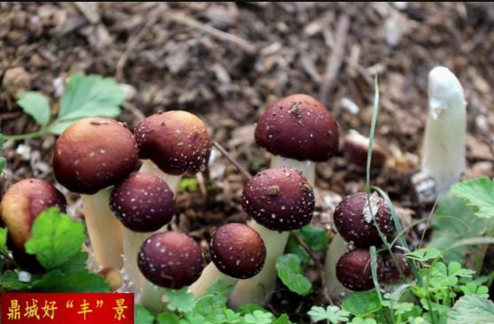 【鼎城好“丰”景】灌溪镇：小松茸撑起“致富伞”