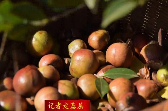 【记者走基层】鼎城：加强油茶培管 提升油茶附加值