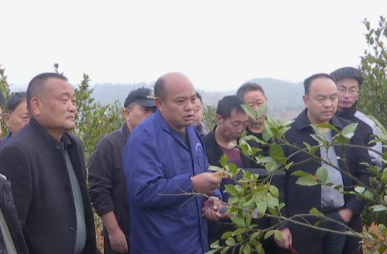 全省第三期油茶实用技术培训班走进鼎城油茶基地开展现场教学