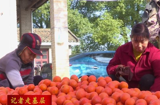 【记者走基层】蔡家岗镇：百亩蜜橘迎丰收