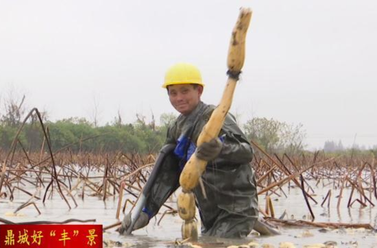 【鼎城好“丰”景】鼎城：低洼地改种莲藕 变身“聚宝盆”