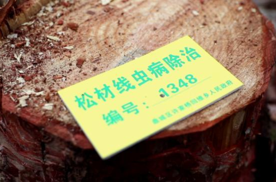 鼎城：推进松材线虫病防治    守护绿水青山