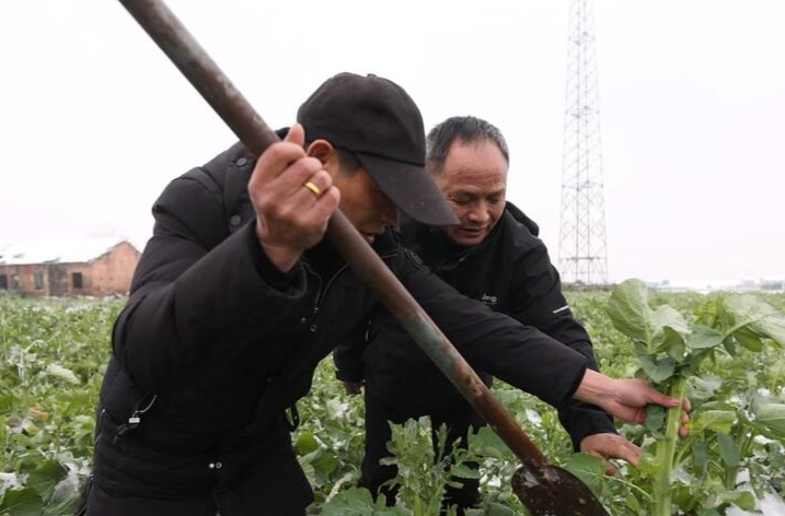 鼎城：多措并举 确保农作物安全越冬