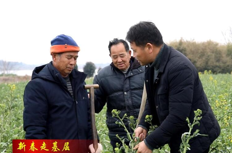 【新春走基层】鼎城：农技人员及时开展油菜冻后补救