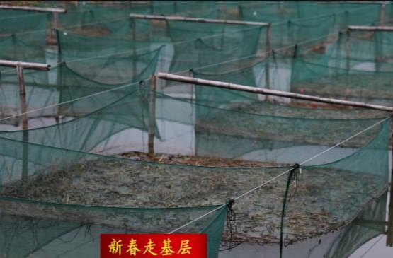 【新春走基层】十美堂镇上河口村：黄鳝种苗实现规模化人工繁育   科技赋能乡村振兴