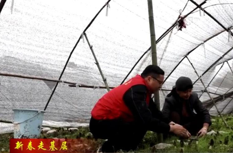 【新春走基层】  许家桥回维乡：“冬闲田”变“致富田” 羊肚菌为乡村振兴赋能
