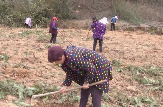 鼎城：油茶种植正当时   乡村振兴增活力
