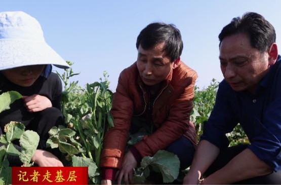 【记者走基层】鼎城：油菜定制“营养餐”    “一喷多促” 保丰收