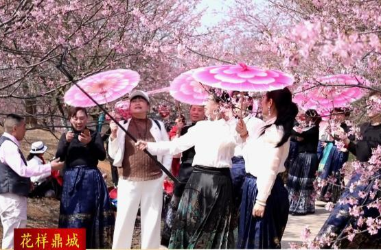 蔡家岗镇：千亩樱花怒放   踏青赏花正当时