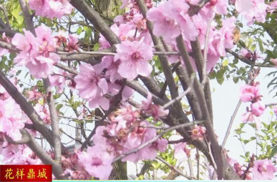 （花样鼎城）善卷纪念公园：赏花踏青    乐享春光