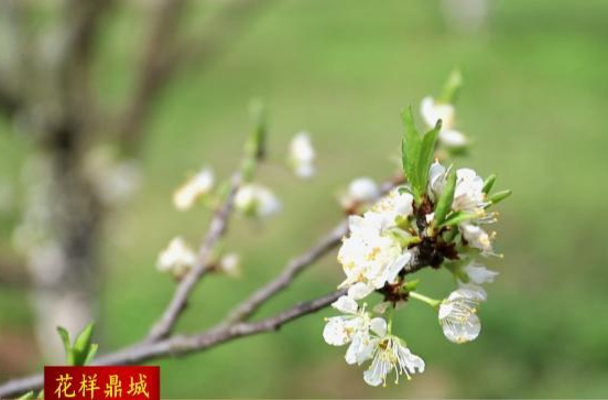 【花样鼎城】黄土店镇：李子花开美如画       繁花如雪兆丰收