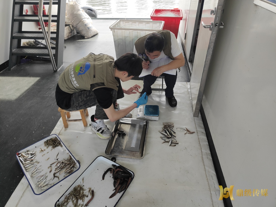 沅水干流鼎城江段监测到省重点保护野生动物日本鳗鲡