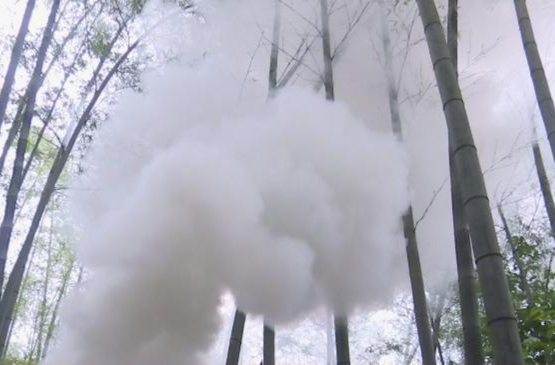 鼎城：烟剂薰杀竹蝗 守护绿水青山